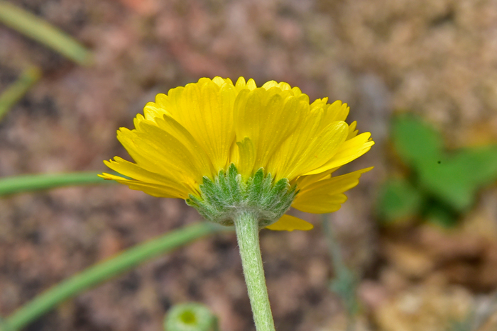 Desert Marigold has bracts or phyllaries surrounding the floral heads which are linear-lanceolate as shown in this photo. Note also that the bracts are covered in soft and woolly hairs. Baileya multiradiata